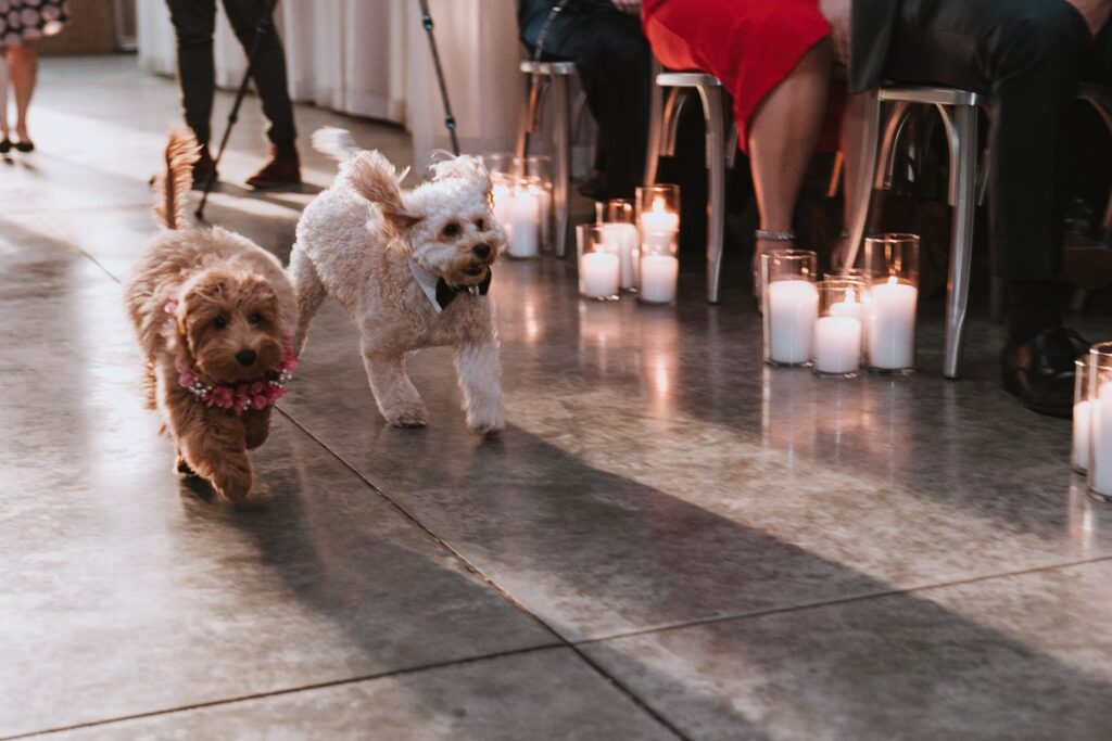 BOOK A SITTER FOR YOUR PET AT THE WEDDING